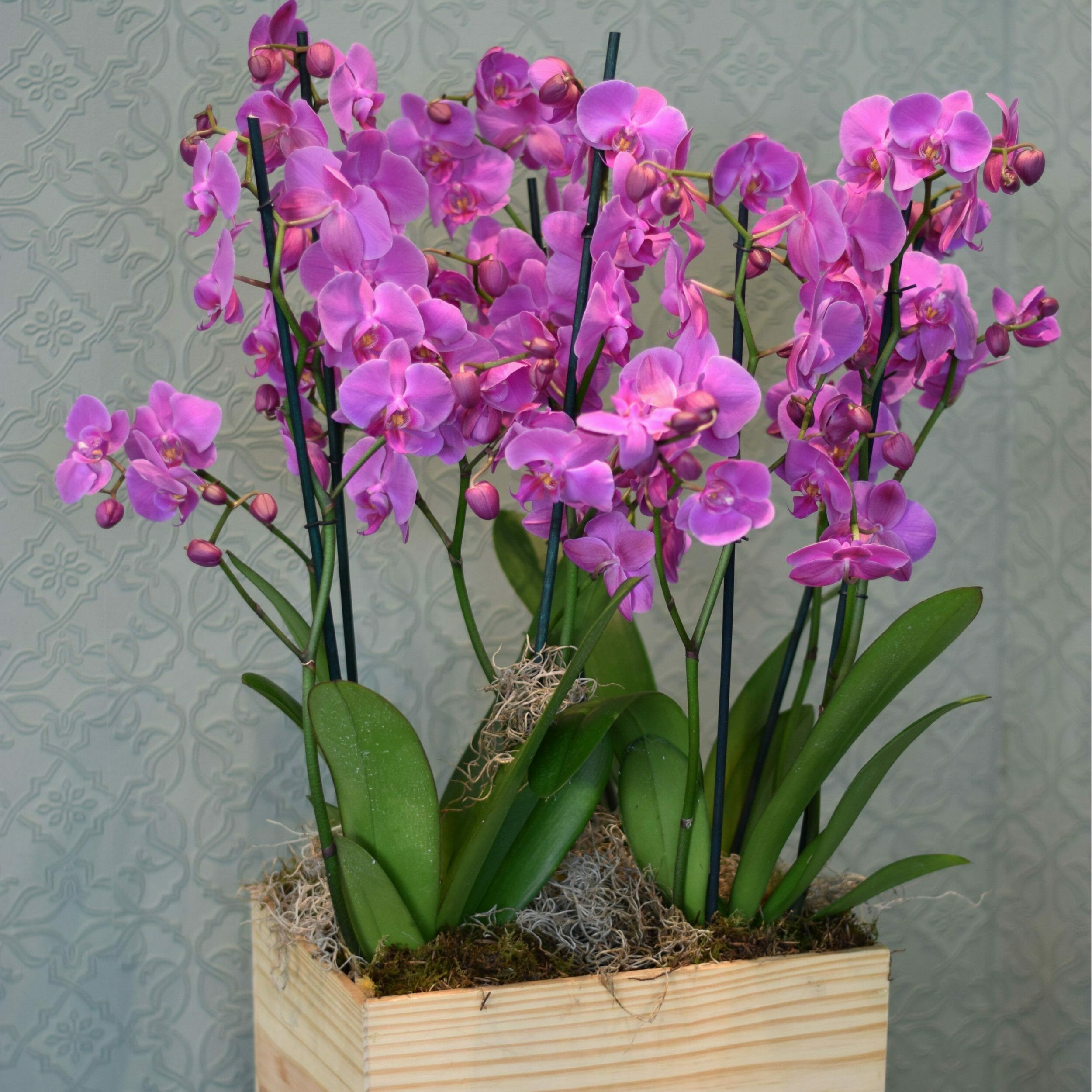Orchids-in-a-wine-box-pink A wine box filled with luxury pink Orchid plants available to buy at Kensington flowers
