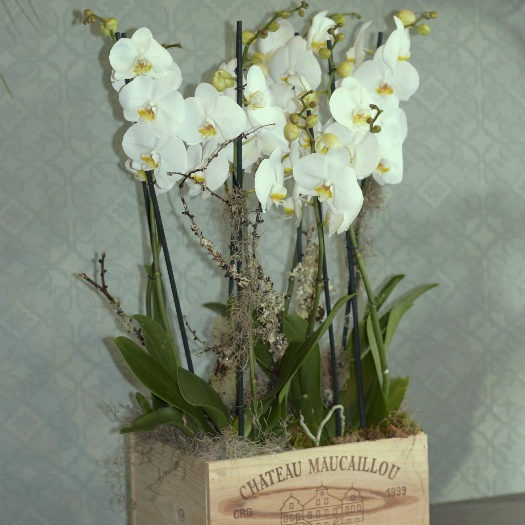 orchids-in-a-wine-box 4 double stem luxury White orchid plants in a wooden wine box available from Kensington flowers